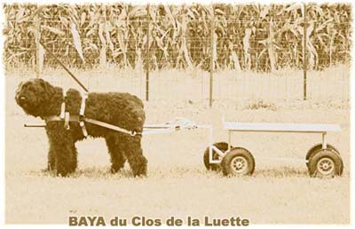 bouvier des flandres et attelage canin - Elevage du Clos de la Luette  -  Copyright depose